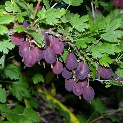 Крыжовник ГРУШЕНЬКА  Крыжовник ГРУШЕНЬКА в Ульяновске