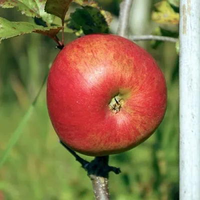 Яблоня ДЫЯМЕНТ  Яблоня ДЫЯМЕНТ в Ульяновске