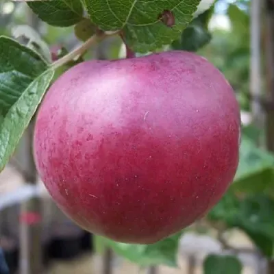 Яблоня НОРИС  Яблоня НОРИС в Ульяновске