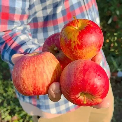 Яблоня КРАСАВИТА  Яблоня КРАСАВИТА в Ульяновске