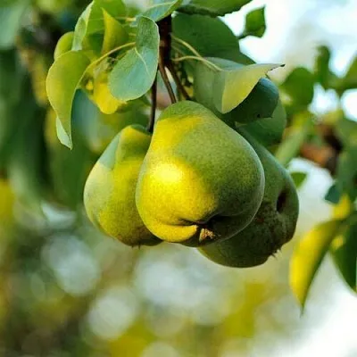 Груша СТОЛИЧНАЯ колонновидная  Груша СТОЛИЧНАЯ колонновидная в Ульяновске