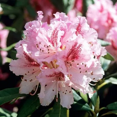 Рододендрон ЧИР  Рододендрон ЧИР в Ульяновске