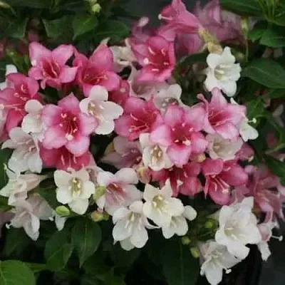 Вейгела КАРНАВАЛ  Вейгела КАРНАВАЛ в Ульяновске