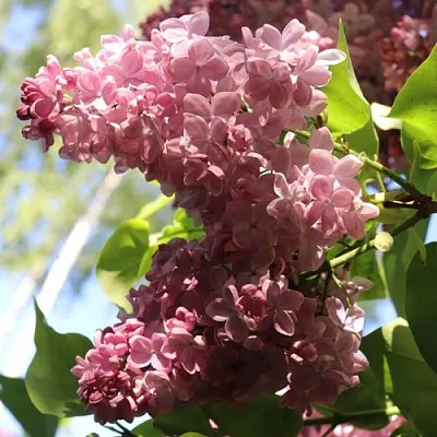 Сирень МЕДОВЫЙ СПАС  Сирень МЕДОВЫЙ СПАС в Ульяновске