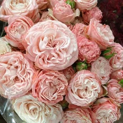 Саженцы роз МАДАМ БОМБАСТИК спрей  Саженцы роз МАДАМ БОМБАСТИК спрей в Ульяновске