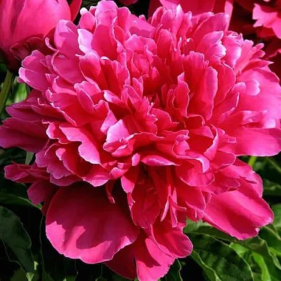 Пион ВИКТУАР ДЕ ЛА МАРН травянистый  Пион ВИКТУАР ДЕ ЛА МАРН травянистый в Ульяновске