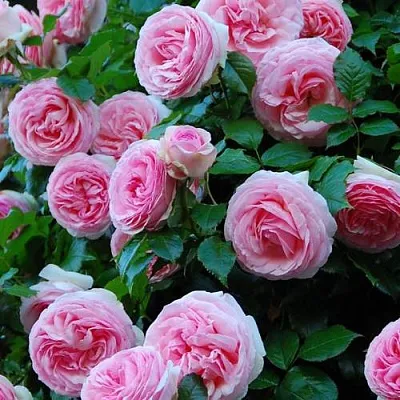 Саженцы роз ПЬЕР ДЕ РОНСАР плетистая  Саженцы роз ПЬЕР ДЕ РОНСАР плетистая в Ульяновске