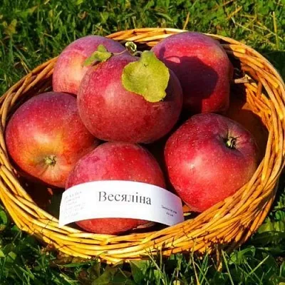 Яблоня ВЕСЯЛИНА  Яблоня ВЕСЯЛИНА в Ульяновске
