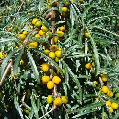 Облепиха ЖЕЛТОПЛОДНАЯ  Облепиха ЖЕЛТОПЛОДНАЯ в Ульяновске