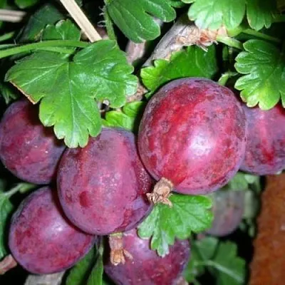 Крыжовник КОЛОБОК  Крыжовник КОЛОБОК в Ульяновске