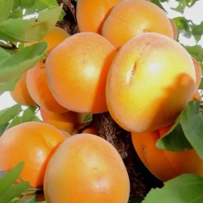 Абрикос ДЕСЕРТНЫЙ — описание сорта Абрикос ДЕСЕРТНЫЙ в Ульяновске