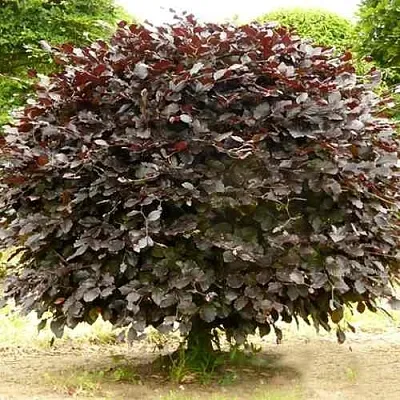 Бук лесной АТРОПУНИЦЕА  Бук лесной АТРОПУНИЦЕА в Ульяновске