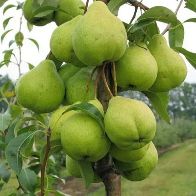 Груша ДЕКОР колонновидная  Груша ДЕКОР колонновидная в Ульяновске