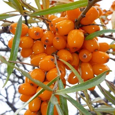 Облепиха КОСТЕР  Облепиха КОСТЕР в Ульяновске