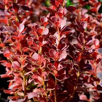 Барбарис ВУЛКАНО тунберга  Барбарис ВУЛКАНО тунберга в Ульяновске