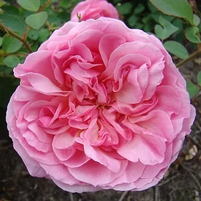 Саженцы роз ХАЙДИ ХОЛЛ английская  Саженцы роз ХАЙДИ ХОЛЛ английская в Ульяновске