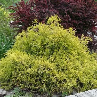 Кипарисовик ГОЛДЕН МОП горохоплодный в Ульяновске