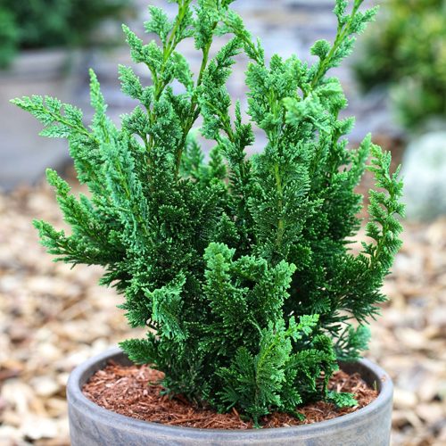 Кипарисовик ВИСЕЛЛИ лавсона в Ульяновске