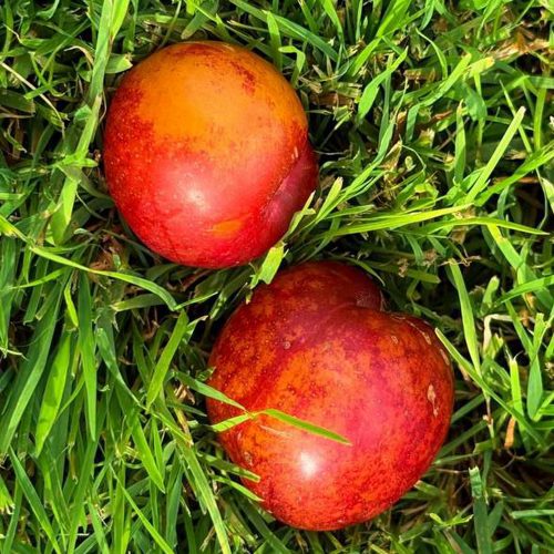 Шарафуга НЕКТАРИННАЯ в Ульяновске