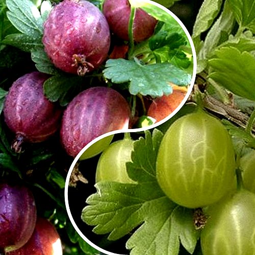 Комплект РЕДКИЙ СЧАСТЛИВЧИК в Ульяновске