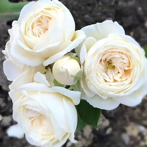 Роза АРТЕМИС шраб в Ульяновске