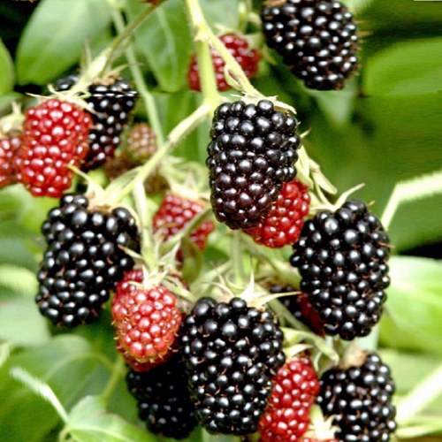 Ежемалина ДАРРОУ в Ульяновске