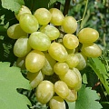 Виноград в Ульяновске