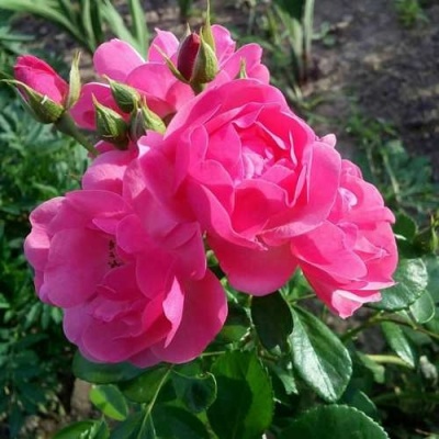 Роза АНГЕЛА флорибунда в Ульяновске