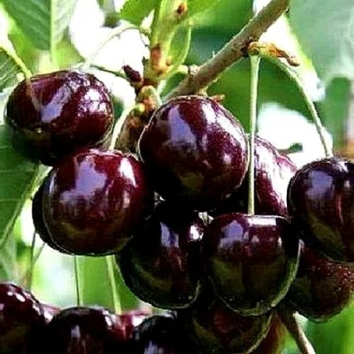 Черешня ДОНЕЦКИЙ УГОЛЁК в Ульяновске