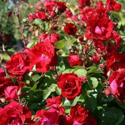 Роза ЧАМПЛЕЙН флорибунда в Ульяновске