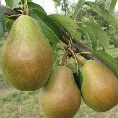 Груша СТАРИЙСКАЯ в Ульяновске