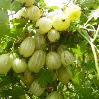 Крыжовник ИНВИКТА в Ульяновске