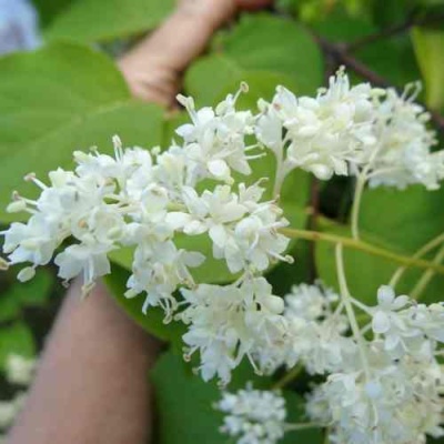 Сирень АМУРСКАЯ в Ульяновске