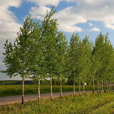 Береза обыкновенная в Ульяновске