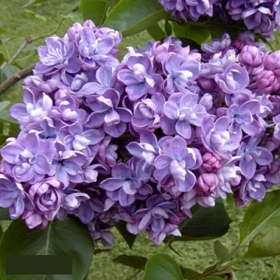 Сирень АМИ ШОТТ в Ульяновске