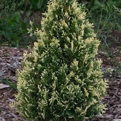 Туя БРАБАНТ ВАРИЕГАТТА западная в Ульяновске