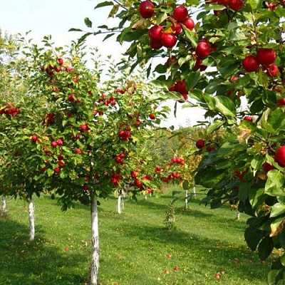 Плодовые деревья в Ульяновске
