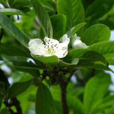 МУШМУЛА  в Ульяновске