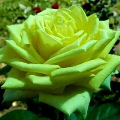 Роза АМАНДИНА чайно-гибридная  в Ульяновске