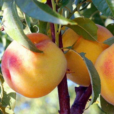 Персики в Ульяновске