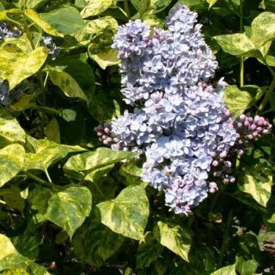 Сирень АУКУБАФОЛИЯ в Ульяновске