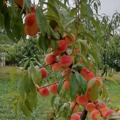 Персик ВУЛКАН в Ульяновске