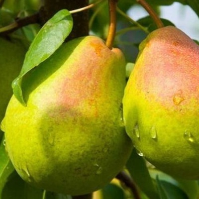 Груша ФЛЕЙТА в Ульяновске