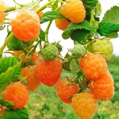 Малина ЗОЛОТЫЕ КУПОЛА в Ульяновске
