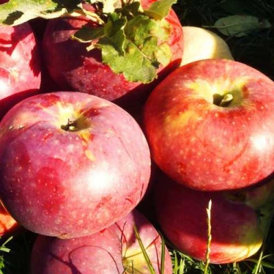 Яблоня АПОРТ в Ульяновске