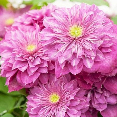 Клематис КАЙЗЕР в Ульяновске