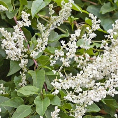 Фаллопия АУБЕРТА в Ульяновске