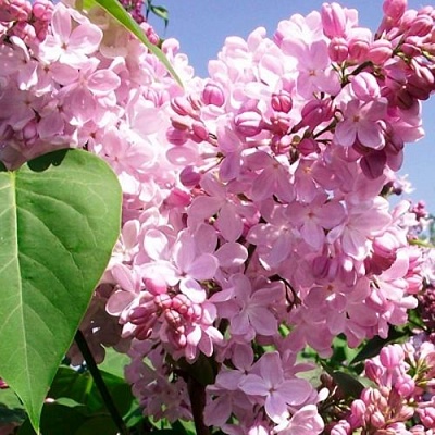 Сирень АДЕЛИНА в Ульяновске
