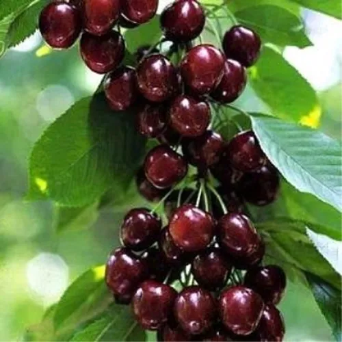 Черешня УДИВИТЕЛЬНАЯ в Ульяновске