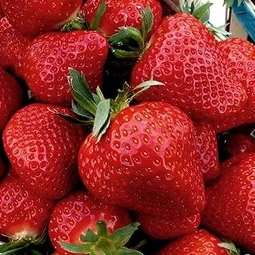 Клубника КЛЕРИ в Ульяновске